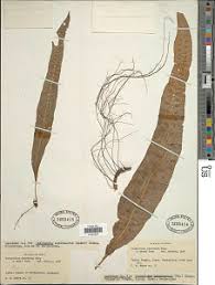 Image result for Lepisorus excavatus