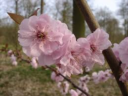 Image result for Prunus × blireana