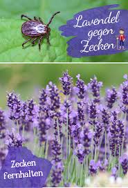 Lavendel Gegen Zecken Nutzen Garten Lavendel Lavendel Zecken