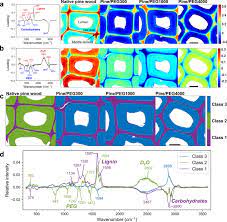 Cellulose is one of the most abundant natural biopolymers. Bundling Of Cellulose Microfibrils In Native And Polyethylene Glycol Containing Wood Cell Walls Revealed By Small Angle Neutron Scattering Scientific Reports