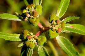 Image result for Euphorbiaceae