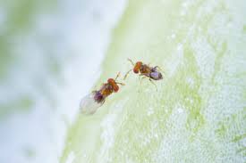 Image result for Thecacoris trichogyne