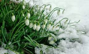 Snowdrop Flowers White Winter Snow Wallpaper Pink Flowers Wallpaper Purple Flowers Wallpaper Flower Wallpaper