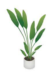 Flat Vector Isometric Indoor Plants Illustrations Plant Illustration Plant Drawing Plants