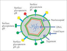 Epidemiology of hsv 1 and 2. Torch Profile Part 3 Herpes Simplex Herpesvirus Type 1 And Type 2 Labpedia Net