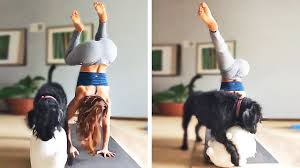 It's always best (and safest) to learn poses in person from a trained yoga instructor. Yoga With Dog Youtube
