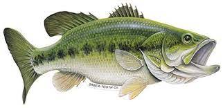 Amazon Com Saber Tooth Co Largemouth Bass Decal Sticker Freshwater Fish Collection Small 7 X 4 Facing As Shown Home Fish Watercolor Fish Fish Drawings