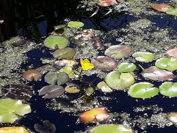 Image result for Nymphoides milnei