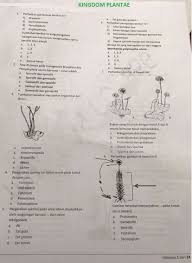 Materi plantae kelas 10 semester 2. Soal Biologi Materi Plantae Jawabanku Id