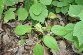 Image result for Acalypha chirindica