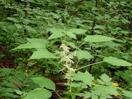 Image result for Laportea alatipes