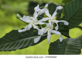 Image result for Tabernaemontana pachysiphon