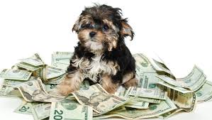 If you are a new pet parent or if you are the parent of a healthy pet that rarely visits their veterinarian, then there's a good chance that you are not up to date with current veterinary costs. This Is How Much It Really Costs To Own A Dog Per Year
