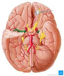 Arteria Cerebri Media Anatomie Segmente Klinik Kenhub