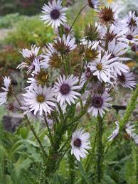 Image result for Berkheya