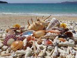 Beach Combing In Okinawa Japan For Seashells And Sea Glass Okinawa Japan Okinawa Japan