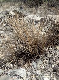 Image result for Styppeiochloa