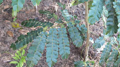 Image result for Albizia adianthifolia
