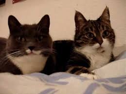 Video Stina And Mossy Are Two Cats Who Usually Fight Instead Of Talking To One Another So This Was An Odd Moment They Kep Crazy Cats Cute Animals Cute Cats