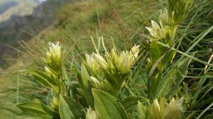 Image result for Swertia