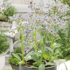 Edible flowers are the natural way to bring a stunning finish to the food and drink you love. Borage Blue Seeds From Mr Fothergill S Seeds And Plants