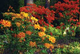 Azalea shrubs can transform your garden with a sea of color when the plants bloom in the springtime. On Fire For Native Azaleas Alabama Living Magazine