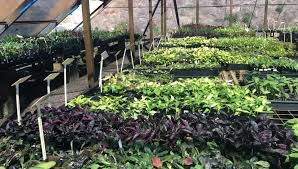 Fresh from the fields · great quality & value · quick & easy checkout Cedar Hill Group Home Facebook