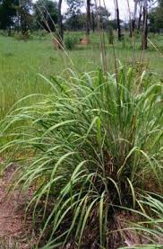 Image result for Andropogon chinensis