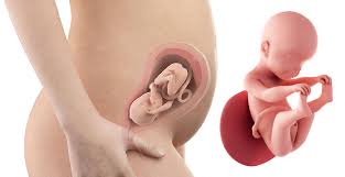 Săptămana 20 de sarcină somnul devine din ce in ce mai complicat. Saptamana 25 De Sarcina Sfatulmamicilor Ro