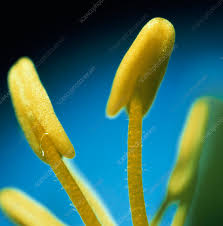 Image result for Vahlia