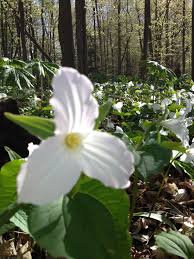 See more of forest of flowers oakville on facebook. Lovely Spring Wildflowers At Bronte Creek Provincial Park Near Oakville Ontario Canada Ontarios Provincial Spring Wildflowers Woodland Flowers Wild Flowers