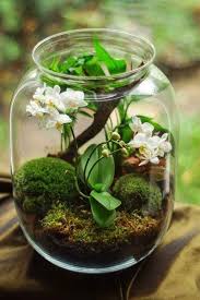 11 25 Matching Shower Gel Body Lotion Set Glass Terrarium Of Greenery Brings To You The Clean Beautiful Beautiful Terrariums Mini Garden Orchid Care