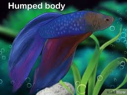 How To Tell How Old A Betta Fish Is Betta Fish Betta Betta Fish Care