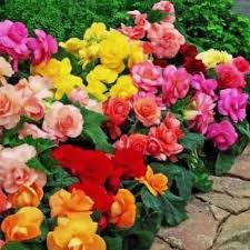 Grow On Top Begonias Plant Begonia Melon Lacebegonia Melon Lace S Semi Ruffled Blossoms In A Yummy Shade Of Watermelo Flower Seeds Bulb Flowers Spring Plants
