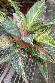 Usda Prohibits Shipping Live Plants To Az Ca Decorative Container Shown In Photo Is Sold Separate Outside Plants Chinese Evergreen Chinese Evergreen Plant