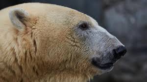 Ours polaire sur une image de plage tropicale. Un Homme Tue Par Un Ours Polaire Sur L Archipel Du Svalbard