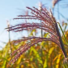 Image result for Panicum