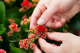 Image result for Kalanchoe rosalina