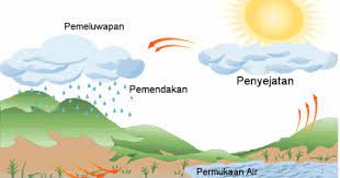 Cara membuat tanaman darat menjadi tanaman air. Cikgu Geografi