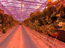 Growing strawberries indoors under lights is one of the best ways to grow strawberries with high quality, even during wintertime. Led Grow Lights For Strawberries Oreon