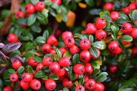 Teaberry, boxberry, and wintergreen being some of the most common names. Winter Container Gardening Haddonstone