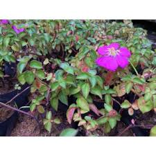 Image result for Dissotis speciosa