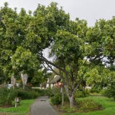 Image result for Ekebergia capensis