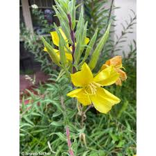 Image result for Oenothera indecora