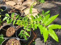 Image result for Allophylus tanzaniensis