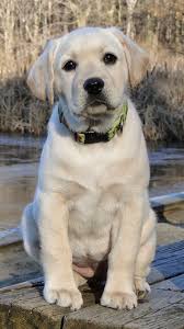 The Other Friends Top 5 Most Obedient Dog Breeds Cute Labrador Puppies Baby Animals Labrador Retriever Puppies