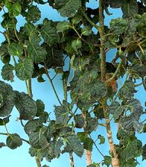 Image result for Polyscias guilfoylei