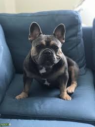 The french bulldog is a breed of domestic dog. Stud Dog Male French Bulldog Seeking Female Breed Your Dog