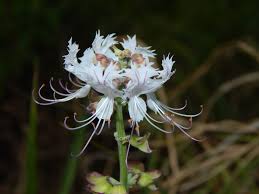 Image result for Ocimum fimbriatum