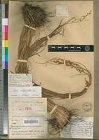 Image result for Carex echinochloe